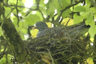 Wood pigeon (Columba palumbus) in a nest in an apple tree, Allgäu, Bavaria, Germany, Allgäu,