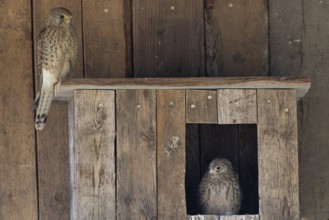 Kestrel (Falco tinnunculus) female and young bird at the incubator, village in Münsterland, North