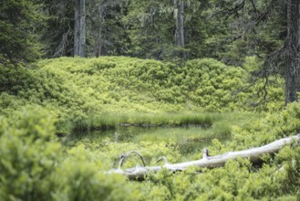 Blackwater pond, Rauris primeval forest, Rauris, Pinzgau, Salzburg, Austria