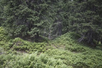 Rauris primeval forest, Rauris, Pinzgau, Salzburg, Austria