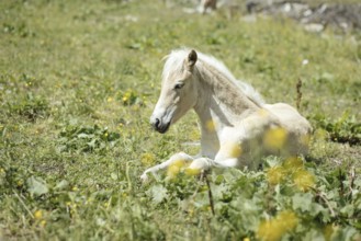 Foal, Rauris, Pinzgau, Salzburg, Austria