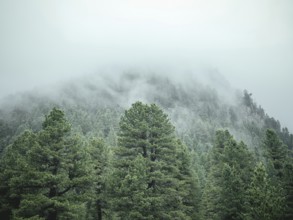 Forest in the morning mist, Krimmler Tauern, Pinzgau, Salzburg, Austria