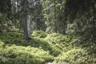 Fern ground (Polypodiopsida), Rauris primeval forest, Kolm Saigurn, Pinzgau, Salzburg, Austria