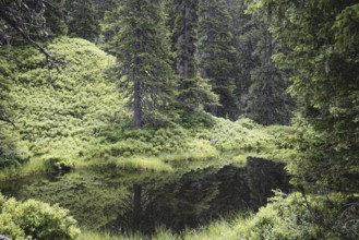 Blackwater pond, Rauris primeval forest, Kolm Saigurn, Pinzgau, Salzburg, Austria