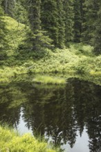 Blackwater pond, Rauris primeval forest, Kolm Saigurn, Pinzgau, Salzburg, Austria