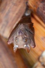 Funny bat, looks angry, conspiratorial, Kruger National Park, South Africa
