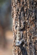 Tree agama, tree agama (Acanthocerus atricollis) on a tree, Kruger National Park, South Africa