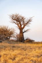 Sunset, African baobab or baobab tree (Adansonia digitata), Dry landscape, Kubu Island (Lekubu),