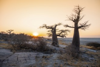 Sunset, African baobab or baobab tree (Adansonia digitata), Dry landscape, Kubu Island (Lekubu),