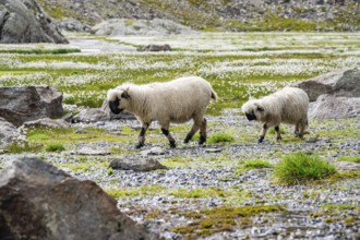 Two Valais Blacknose sheep (Ovis gmelini aries), in meadow with flowering white cotton grass, high
