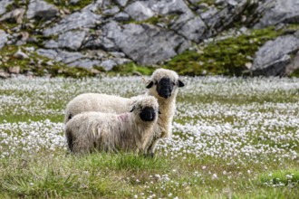 Two Valais Blacknose sheep (Ovis gmelini aries), in meadow with flowering white cotton grass, high