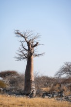 African baobab or baobab tree (Adansonia digitata), arid landscape, Kubu Island (Lekubu), Sowa Pan,