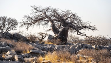 African baobab or baobab tree (Adansonia digitata), arid landscape, Kubu Island (Lekubu), Sowa Pan,