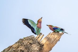 Forked Roller (Coracias caudatus), with open wing, mating behaviour, two birds on a branch in front