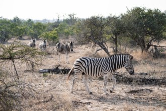 Plains zebra (Equus quagga), in dry grass, Kruger National Park, South Africa
