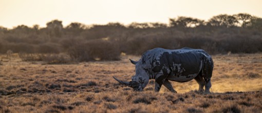 Southern white rhinoceros (Ceratotherium simum simum), Khama Rhino Sanctuary, Serowe, Botswana