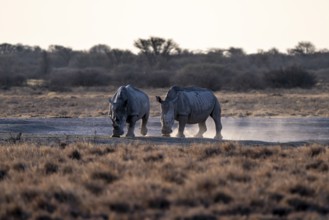 Two animals, Southern white rhinoceros (Ceratotherium simum simum), Khama Rhino Sanctuary, Serowe,