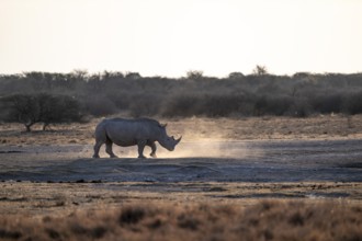 Dramatic atmosphere, Southern white rhinoceros (Ceratotherium simum simum), Khama Rhino Sanctuary,