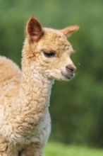 A newly born white alpaca (Vicugna pacos) stands in a green meadow on a sunny day. A green forest