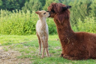 A freshly born white alpaca (Vicugna pacos) stands in front of its brown mother and sniffer on her