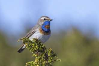 Red-spotted bluethroat (Luscinia svecica svecica) male singing from shrub on the tundra in spring,