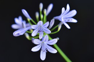 Close-up of the blossom of an ornamental lily or love flower (Agapanthus), Germany