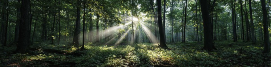 Beautiful rays of sunlight in a green forest shining through trees and tree branches. Concept of