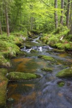 Kleine Ohe, natural forest stream in the Bavarian Forest National Park, Bavaria, Germany