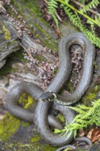 Grass snake (Natrix natrix), sunbathing on the bank of a pond, Bavaria, Germany