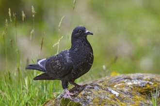 Wood pigeon (Columba palumbus), young bird in juvenile plumage, sitting on a stone, Pillberg, Pill,