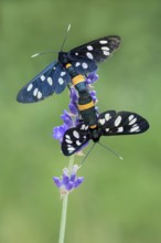 White-spotted violet (Amata phegea), mating, Limbach, Burgenland, Austria