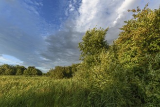 A vibrant landscape with dense green shrubs and trees surrounded by tall grass. The sky is partly