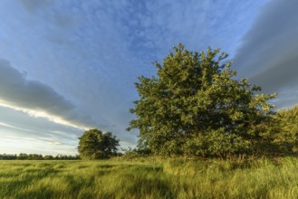 An expansive meadow with tall grass moving gently in the breeze, complemented by scattered trees