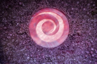 Meditation room with real crystals, artist Tia-Thuy Nguyen, Petit Portier, Monte Carlo, Cote