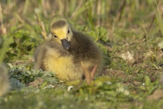Canada goose (Branta canadensis) juvenile baby gosling bird resting on grassland, England, United