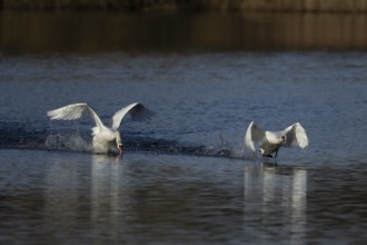Mute swan (Cygnus olor) two adult birds running on water on a lake one bird being chased by