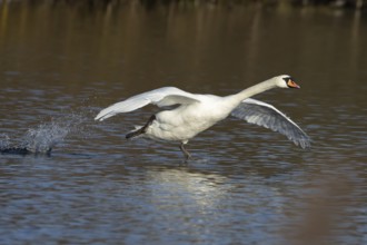 Mute swan (Cygnus olor) adult bird running on water on a lake, England, United Kingdom