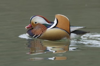 Mandarin duck (Aix galericulata) adult male bird on a lake, England, United Kingdom
