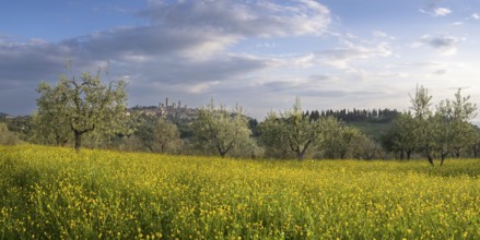 Yellow flowering broom, spring meadow with olive trees, behind San Gimignano, Tuscany, Italy
