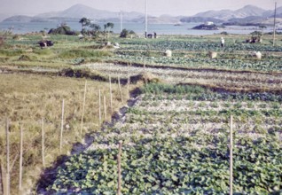 Market gardening farmland, Pak Choy, Sai Kung, New Territories, Hong Kong, Asia 1965