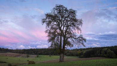 Single pear tree in front of evening sky with coloured clouds. Small Odenwald, Baden-Württemberg,