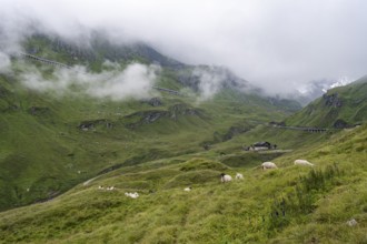 Cloudy mountain landscape, sheep on an alpine meadow, Großglockner High Alpine Road, Hohe Tauern
