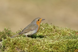 Robin (Erithacus rubecula), on mossy ground in the garden, Wilnsdorf, North Rhine-Westphalia,