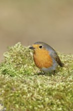 Robin (Erithacus rubecula), on mossy ground in the garden, Wilnsdorf, North Rhine-Westphalia,