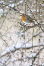 Robin (Erithacus rubecula), on a twig in the branches of a dog rose (Rosa canina), Wilnsdorf, North