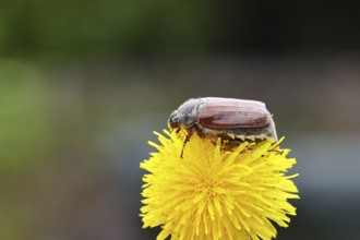 Cockchafer, field cockchafer (Melolontha melolontha), female on a dandelion (Taraxacum) flower,
