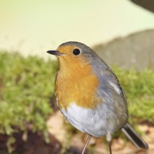 Robin (Erithacus rubecula), on mossy ground, animal portrait, close-up, Wilnsdorf, North