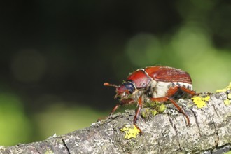 May beetle, wood cockchafer (Melolontha hippocastani), female, on a branch covered with lichen,