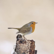European robin (Erithacus rubecula), on dead wood of a birch tree, Wilnsdorf, North