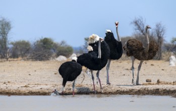 Common ostrich (Struthio camelus), adult female and three males, drinking at a waterhole, Nxai Pan